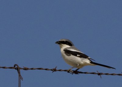 Loggerhead Shrike