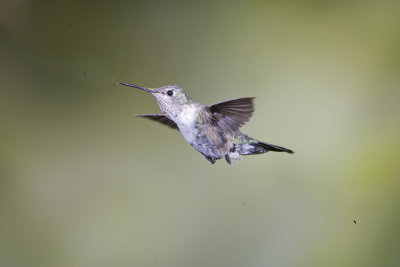 Black-chinned Hummingbird,female in flight