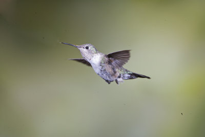 Black-chinned Hummingbirds