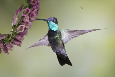 Magnificent Hummingbird,male