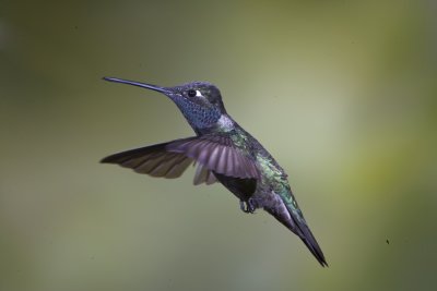 Magnificent Hummingbird,male