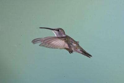 Magnificent Hummmingbird,female