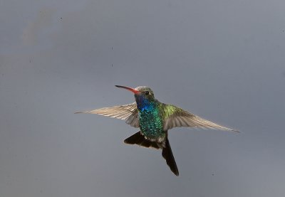 Broad-billed Hummmingbird,male in flight