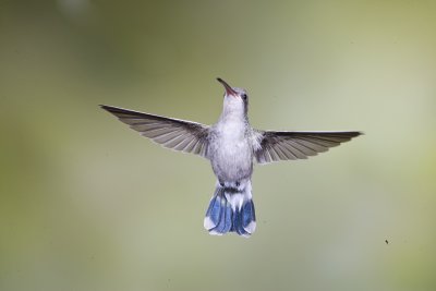 Broad-billed Hummingbird,female in flight