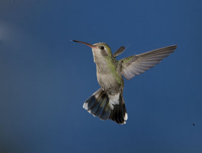 Broad-billed Hummmingbird,female in Flight