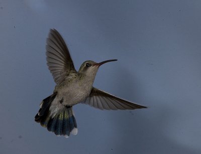 Broad-billed Hummingbird,female in flight