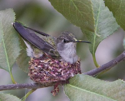 Broad-billed Hummingbird female in the nest