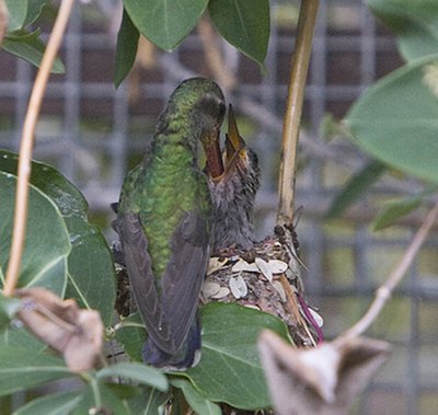 Broad-billed hummingbird female feeds #1