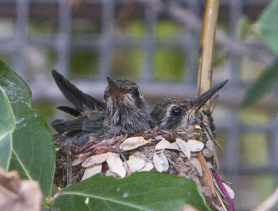 Broad-billed Hummingbirds chicks getting too large for the nest