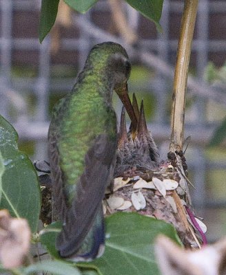 Broad-billed Hummingbird female feeds #2