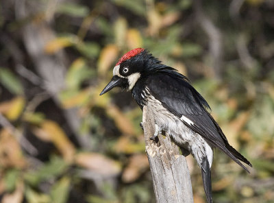 Acorn Woodpecker