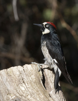 Acorn Woodpecker