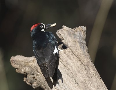Acorn Woodpecker
