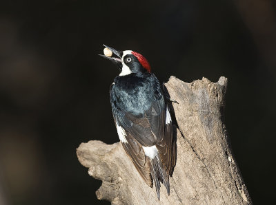 Acorn Woodpecker