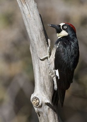 Acorn Woodpecker