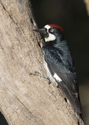 Acorn Woodpecker