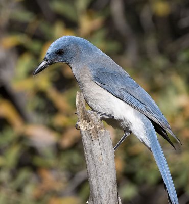 Mexican Jay