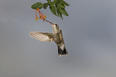 Broad-billed Hummmingbird,female