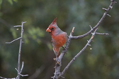 Pyrrhuloxia.male