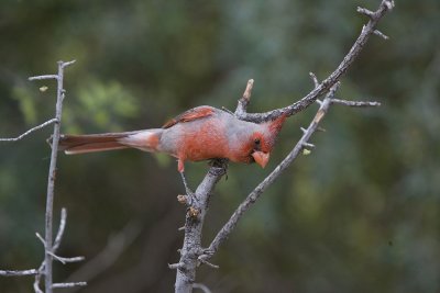 Pyrrhulxia