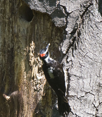 Hairy Woodpecker