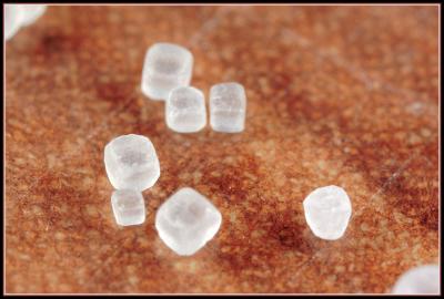 Table Salt IMG_8977