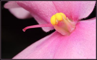 African Violet IMG_7574