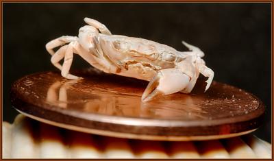 Small Crab IMG_6160