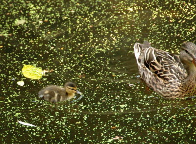 DSC_4384.jpg