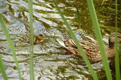 DSC_4385.jpg
