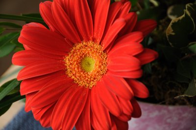 DSC_5810.JPG