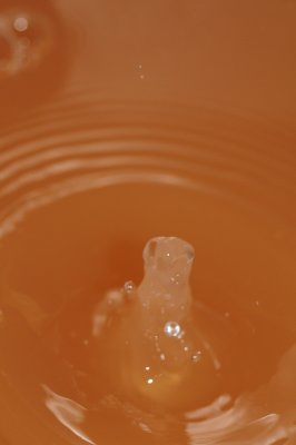 DSC_1937.JPG
