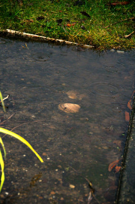 DSC_2774.JPG