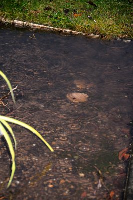 DSC_2775.JPG