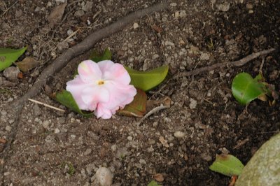 DSC_4105.JPG