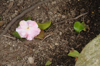 DSC_4107.JPG