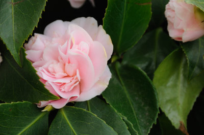 DSC_4111.JPG