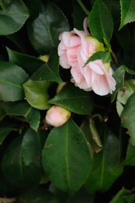 DSC_4114.JPG