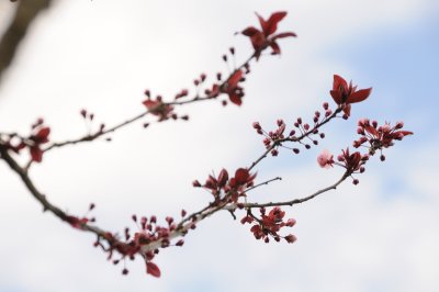 DSC_4136.JPG