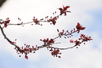 DSC_4137.JPG