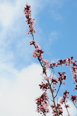 DSC_4276.JPG