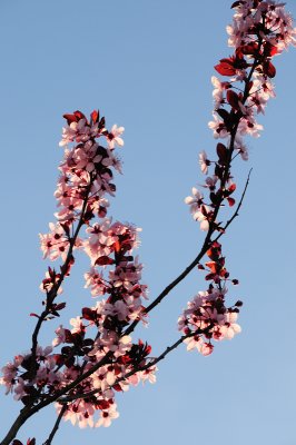 DSC_4415.JPG