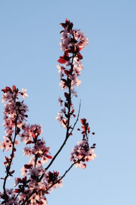 DSC_4419.JPG