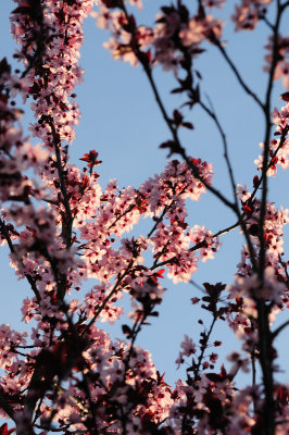 DSC_4421.JPG