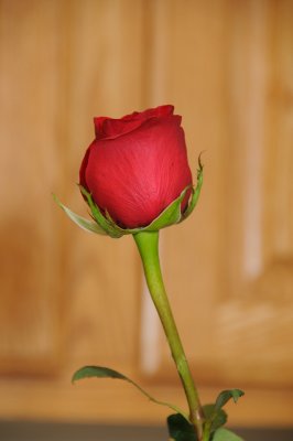 DSC_4942.JPG