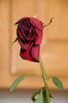 DSC_5015.JPG