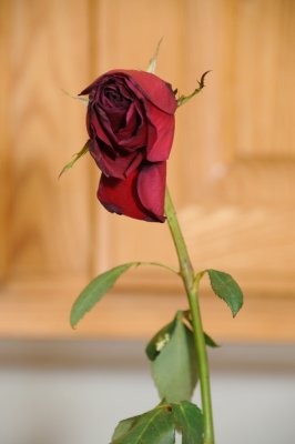DSC_5017.JPG