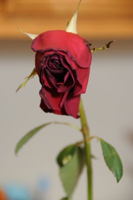 DSC_5018.JPG