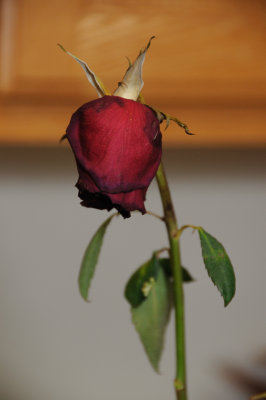 DSC_5066.JPG