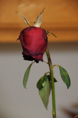 DSC_5067.JPG
